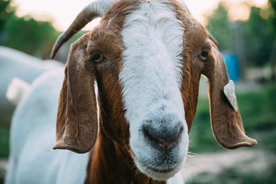 Close view of a brown and white goat with an ear tag