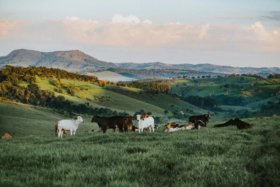 Herd grazing on open hill pasture with mountains behind
