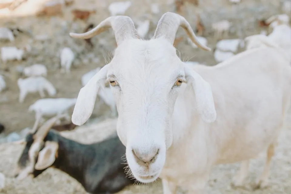 White goat in front of the herd on a dry grazing ground